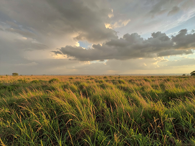 The Lesser Florican's Monsoon Leap: Why Uncut Grass Decides Everything