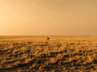The Great Indian Bustard Is Disappearing. Here Is What It Actually Needs
