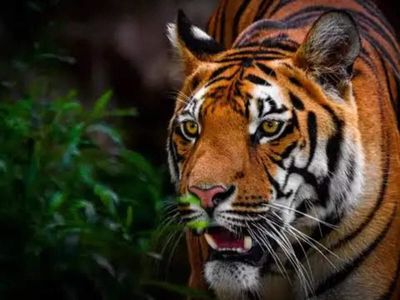 Teddy tigers and preserved embryos: Museum in Corbett tries to keep them 'alive'