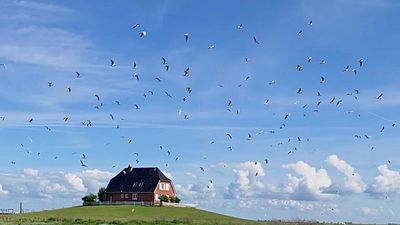 In Germany’s Halligen islands, a bird sanctuary faces rising sea levels