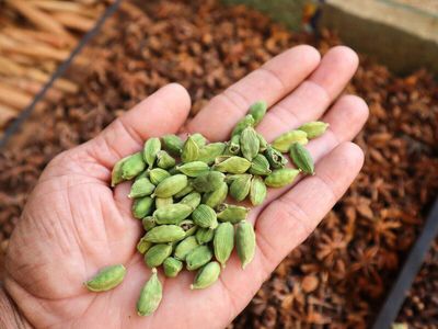 Cultivation of large cardamom emerges as a lucrative option for higher income from limited land