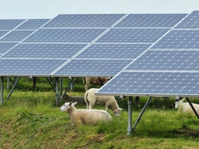 In 2019, New York farmer Erica Frenay sent 59 sheep to graze at a solar farm for five months; she earned $2,325 while allowing her own pasture to recover