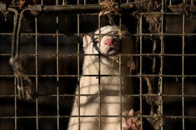 Bird flu outbreak at Utah mink farm sparks concerns about government response
