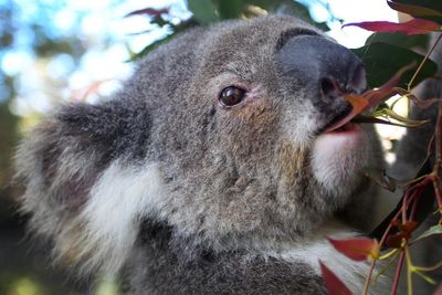 Koalas are cute, furry, iconic – and dying of chlamydia. But how well does the approved vaccine work?