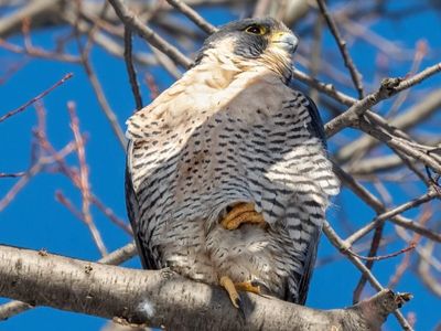 Beginning in 1974, North American conservationists released more than 6,000 captive-bred peregrine falcons; by the late 1990s, at least 1,650 breeding pairs had been restored