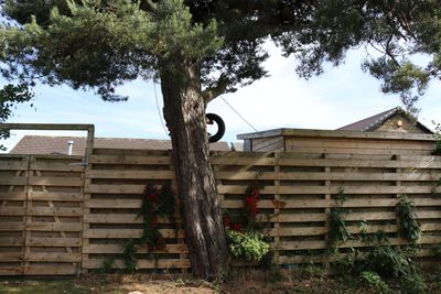 Your Neighbor Cuts Branches Off Your Tree — Who’s Responsible if It Dies?