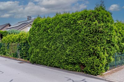 The Privacy Hedge Mistake That Can Turn Into a Property Line Dispute