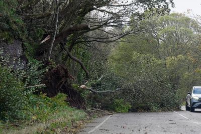 Young driver killed as tree crushes car in London amid high winds
