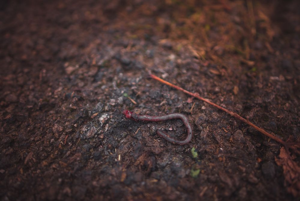 Think All Earthworms Are Good for Your Garden? This…