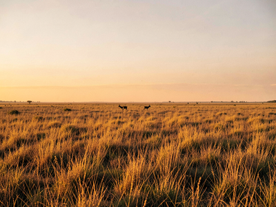 Why Indian Grasslands Turn to Scrub When Fire and Grazing Disappear