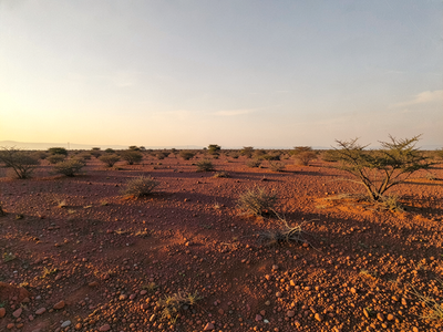 Indian Courser and Stone Curlew: Birds That Disappear When Trees Arrive