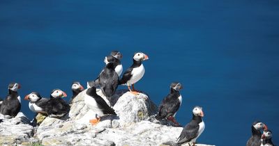 Call for action as Scotland 'has biggest chance in decades to protect oceans'