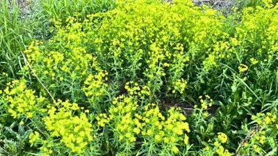 Leafy spurge may have arrived in North America through a Massachusetts ballast dump in 1827