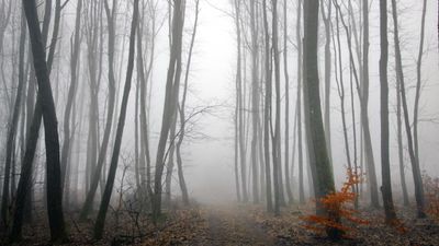 Pentagon's UFO Files Open a Portal to the Unknown With Chilling Claims of Seven-Foot Skinwalkers