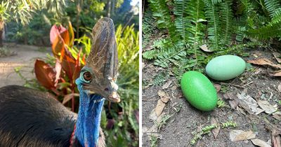 Adelaide Zoo Celebrates A Rare Milestone As Cassowary Couple Lays Three Stunning Green Eggs