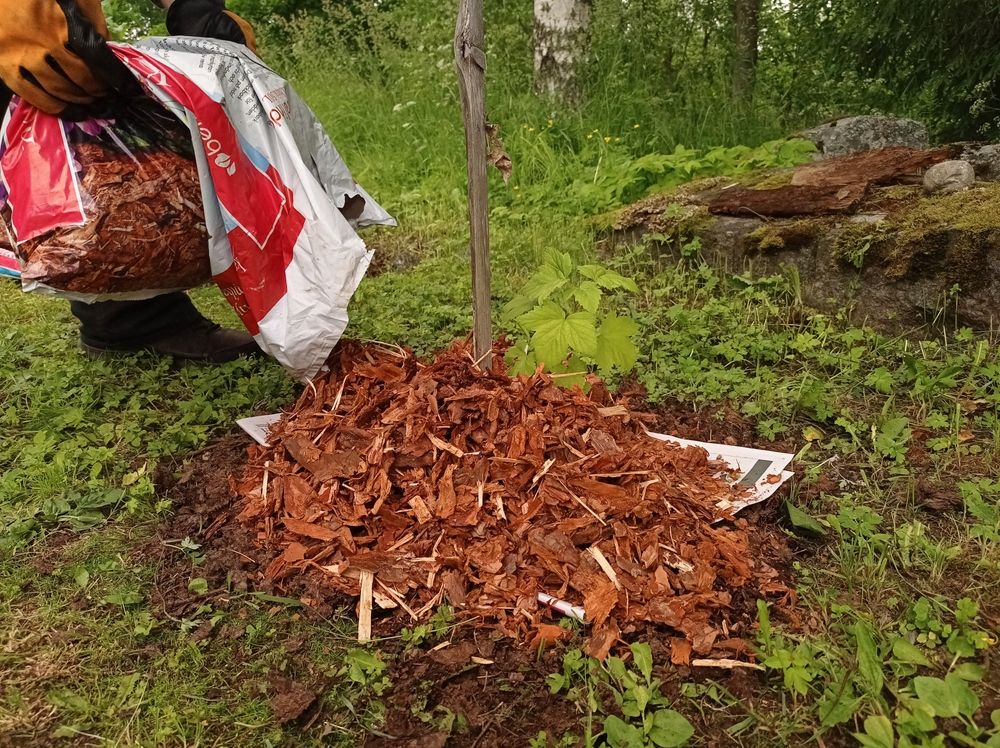 The Common Mulching Mistake That Can Slowly Kill an…