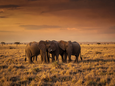How Elephants Grieve: What Their Mourning Rituals Reveal About Emotion