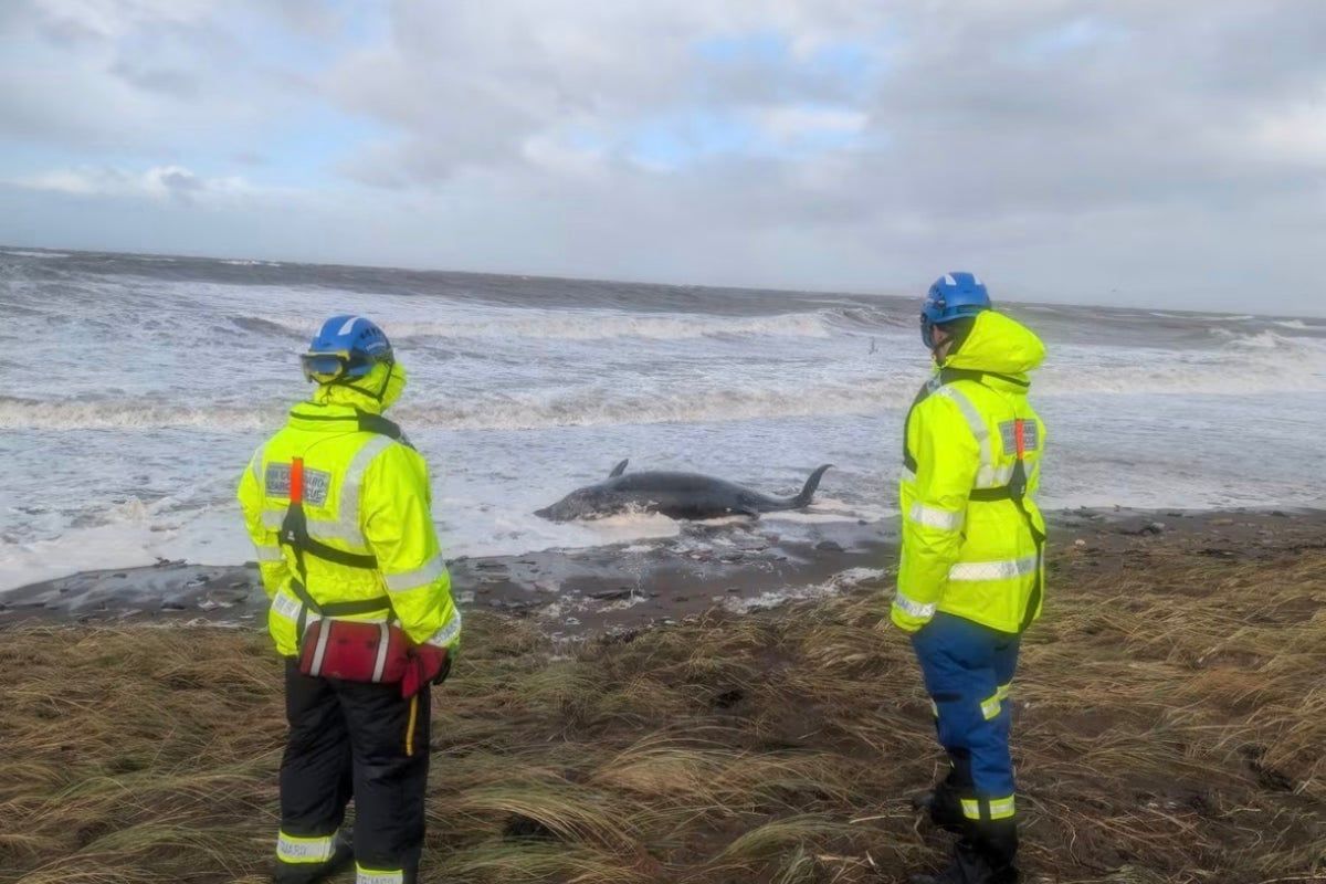 Dead whale found on Cumbrian beach as Storm Boelo…