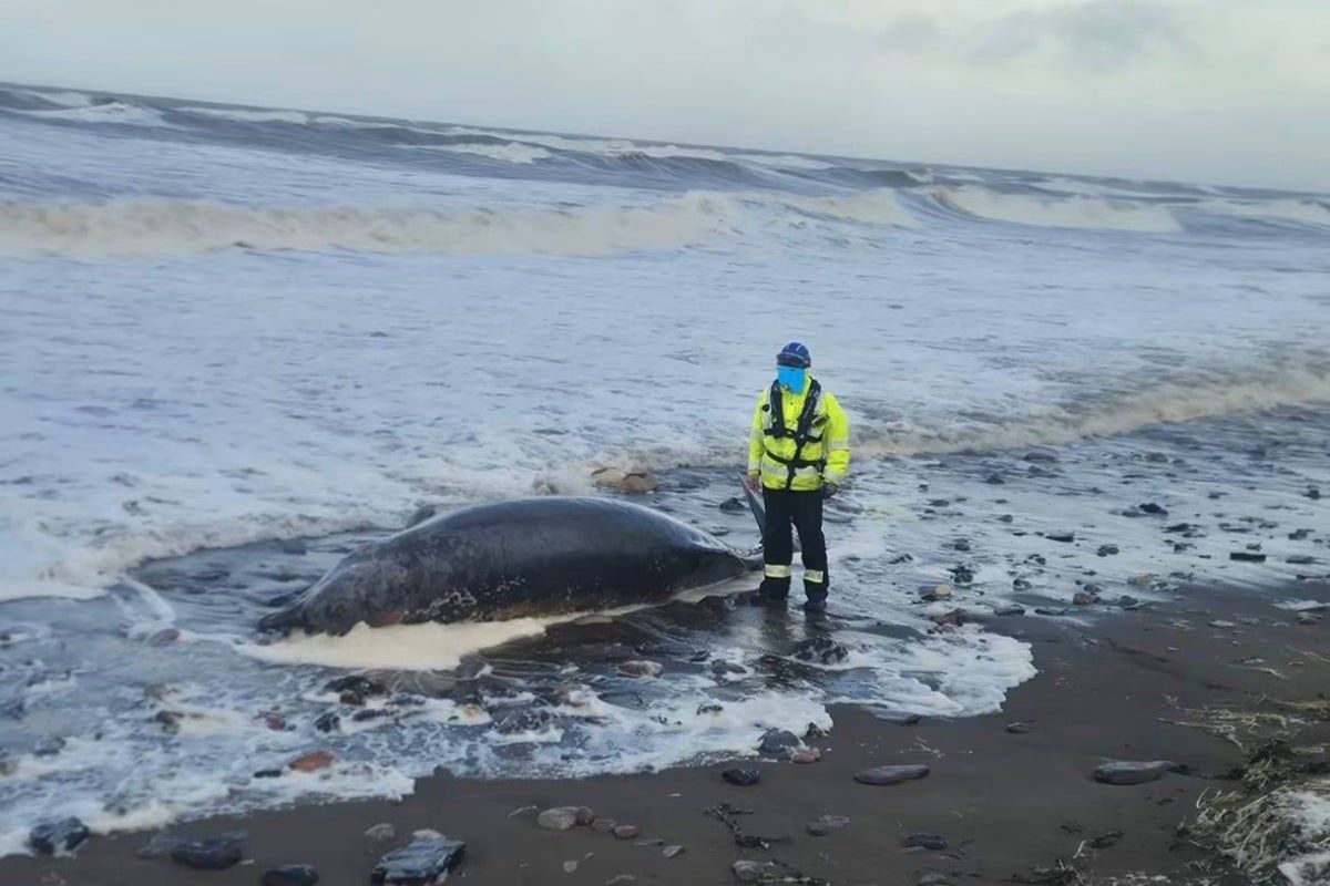 Public told to stay away after dead whale discovered…