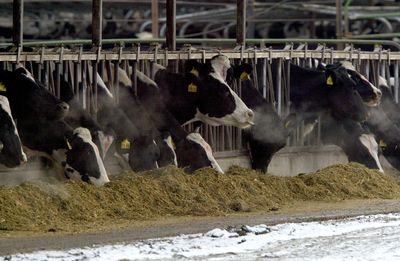 Washington Bird Flu Outbreak Reaches Eight Yakima Dairy Herds as Worker's Mild H5N1 Case Is Confirmed