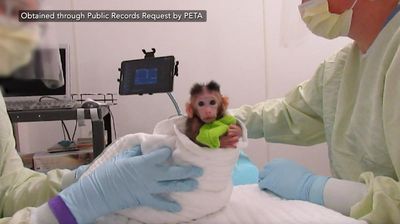 Peta releases video showing experiments on infant monkeys at University of Washington