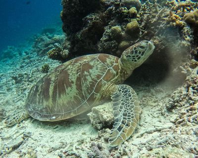 Morning Mail: Endangered turtles ‘at risk’ from gas drilling; Jacinda Ardern’s Sydney job; and Star Trek actor dies