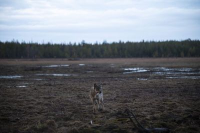‘We had wolves coming into the village’: Google's destruction of a 1,300-acre forest unleashed the wolfpack in Finland