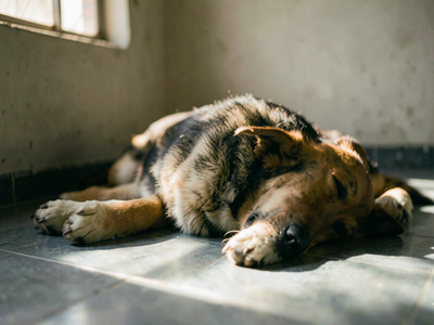 Why does your dog sigh, groan and grumble when lying down?