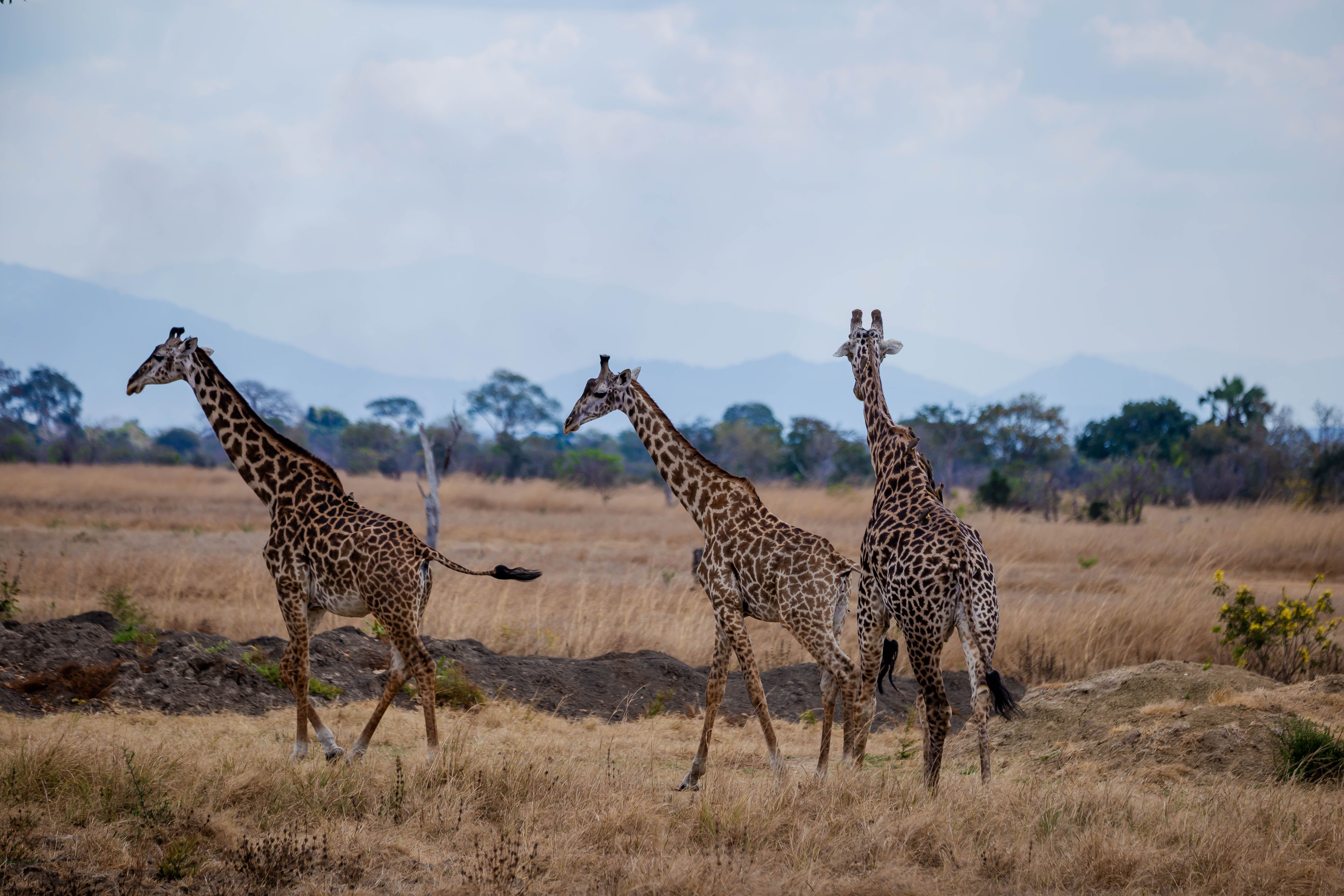 How Wildlife Habitats Shape the Safari Experience…