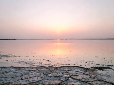 Sambhar Lake Bird Deaths: What Investigators Found About Avian Botulism