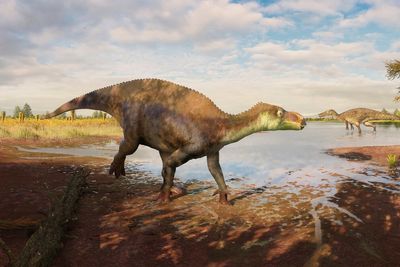 New dinosaur species identified from fossil at Natural History Museum