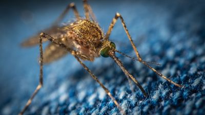 Sarasota County Confirms Locally Acquired West Nile Virus Case as Older Adults Face Greater Risk of Severe Illness