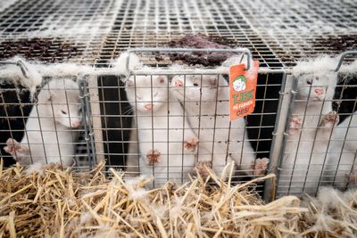 Utah Bird Flu Outbreak at Mink Farm Raises Questions About Worker Safety and Gaps in Disease Surveillance