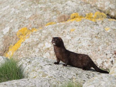 Utah mink farm bird flu outbreak raises fears of a pandemic deadlier than Covid as the virus killed 80% of a mink herd: Can it spread to humans?