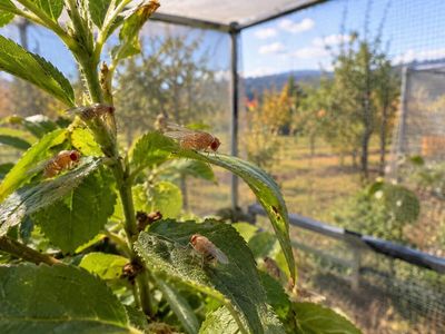 Penn scientists tracked fruit flies in outdoor cages for four months; seasonal shifts were linked to genetic changes across more than 60% of the genome
