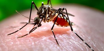 Where humans build, mosquitoes follow – bringing dengue, West Nile and other diseases with them