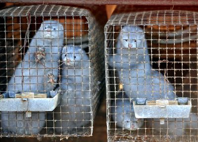 Bird Flu Has Spread on a Utah Mink Farm Since August as Officials Decline to Test Exposed Workers