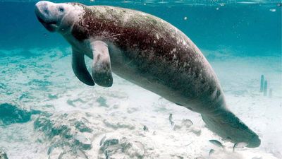 Florida manatee habitat ruling sent back after US agency changes harm definition