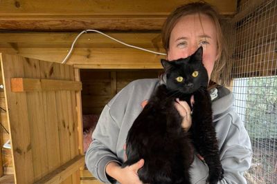 Nibbles the cat rescued being left in dead man’s home for weeks