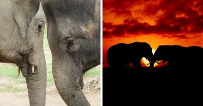 13 Surprising Elephant Facts That Might Change The Way You See These Gentle Giants