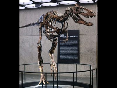 Dinosaur's rare skeleton is one of the world's most expensive fossils, fetches over USD 47 million against expected estimate worth around USD 9 million
