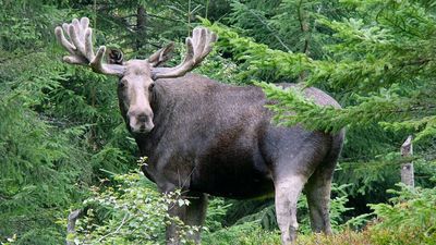 Elk Herd Grows In Kentucky: 1,550 relocated elk now exceed 10,000; managers focus on long-term care