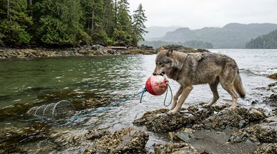 A Wild Wolf Pulled a Sunken Crab Trap Ashore by Its Rope, and Scientists Argue Over What It Means