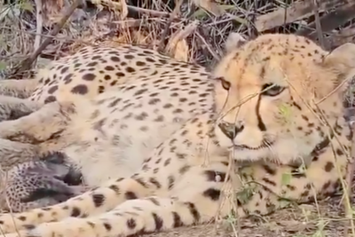 Cheetah cub dies of pellet injuries in Indian national park in first suspected shooting since reintroduction