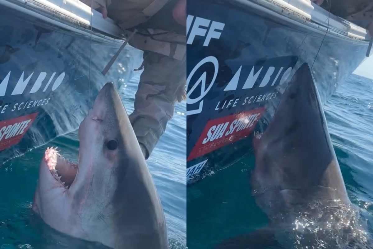 Woman tries to pet great white shark during tagging…