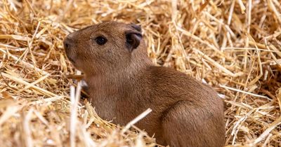 Scottish zoo celebrates birth of 'adorable' capybara triplets