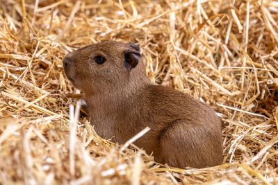 Edinburgh Zoo celebrates arrival of three 'adorable' capybara pups