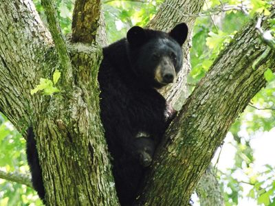 In 1992, Louisiana had as few as 150 black bears left; 30 years later, habitat restoration and relocations helped rebuild the population to about 750 bears
