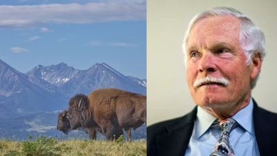 Ted Turner replaced cattle with bison and set 'one rule' for wolves on his ranch