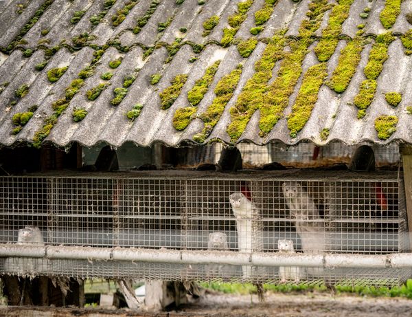 Utah Halted Active Monitoring of Mink Farm Workers While Bird Flu Genomes Show Mutation Also Seen in Spain